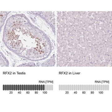 Anti-RFX2 antibody produced in rabbit Prestige Antibodies&#174; Powered by Atlas Antibodies, affinity isolated antibody, buffered aqueous glycerol solution