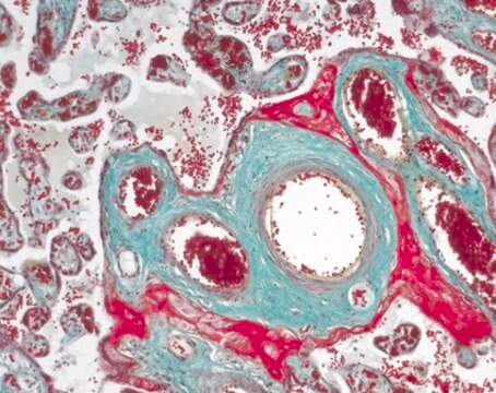 Masson-Goldner-Färbekit for the visualization of connective tissue with trichromic staining