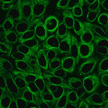 BioTracker 488 Green Microtubule Cytoskeleton Dye Live cell imaging microtubule dye for imaging the cytoskeleton of living cells