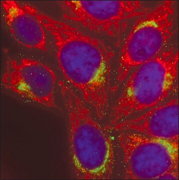 Anti-Rat IgG (H+L), highly cross-adsorbed, CF&#8482; 568 antibody produced in donkey ~2&#160;mg/mL, affinity isolated antibody