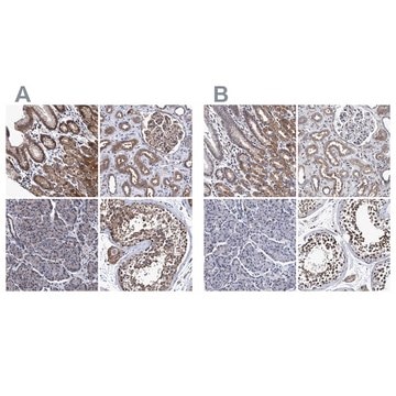 Anti-CALCOCO2 antibody produced in rabbit Prestige Antibodies&#174; Powered by Atlas Antibodies, affinity isolated antibody, buffered aqueous glycerol solution, Ab3