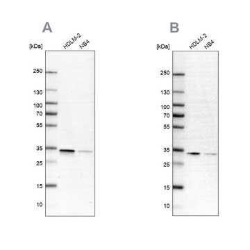 Anti-SFXN1 antibody produced in rabbit Prestige Antibodies&#174; Powered by Atlas Antibodies, affinity isolated antibody