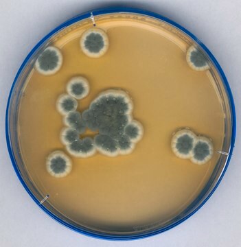 Sabouraud-Glukose-Agar mit Chloramphenicol NutriSelect&#174; Plus, Chloramphenicol, according to ISO 18416:2007, powder, bottle of 500&#160;g, suitable for microbiology