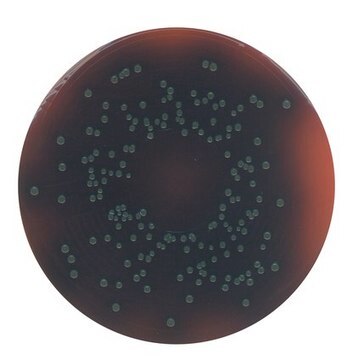 GranuCult&#174; PALCAM-Agar (Basis) pkg of 500&#160;g, according to FDA (BAM), ISO 11290, for Listeria spp.