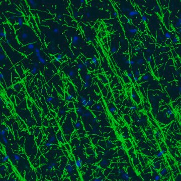 Monoclonal Anti-MBP antibody produced in mouse Prestige Antibodies&#174; Powered by Atlas Antibodies, clone CL2829, purified immunoglobulin, buffered aqueous glycerol solution