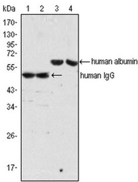 Anti-human Albumin Antibody, clone 8F6F9 ascites fluid, clone 8F6F9, from mouse