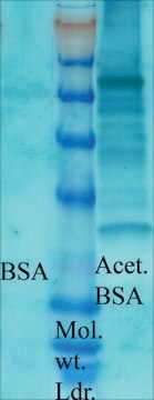 Anti-Acetylated Lysine antibody produced in rabbit 1&#160;mg/mL, affinity isolated antibody