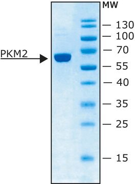 Pyruvate Kinase M2 human recombinant, expressed in E. coli, specific activity &#8805;100 unit/mg protein