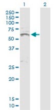 Anti-INHBA antibody produced in rabbit purified immunoglobulin, buffered aqueous solution