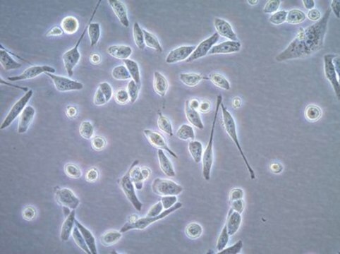 Histon-H2B-GFP-exprimierende HeLa-Zelllinie The Histone H2B-GFP expressing HeLa cell line is a useful cell model for imaging and analysis of chromosome dynamics.