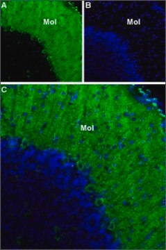 Anti-Calcium Channel CaV3.1 (&#945;1G) antibody produced in rabbit affinity isolated antibody, lyophilized powder