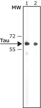 Anti-&#964; (Tau) antibody produced in rabbit whole antiserum