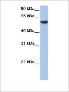 Anti-ISYNA1 antibody produced in rabbit affinity isolated antibody