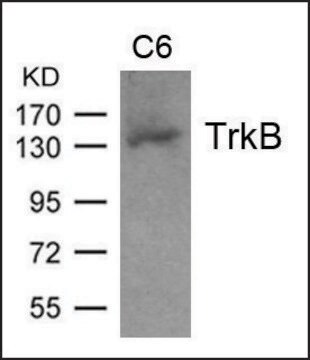 Anti-TrkB (Ab-705) antibody produced in rabbit affinity isolated antibody