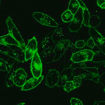 BioTracker&nbsp;490 Zytoplasmamembran-Farbstoff, grün Live cell imaging lipophilic carbocyanine membrane dye suitable for long-term fluorescent cell labeling and cell tracking studies.