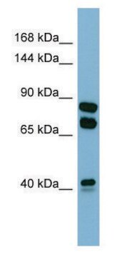 Anti-PXDN (N-terminal) antibody produced in rabbit affinity isolated antibody