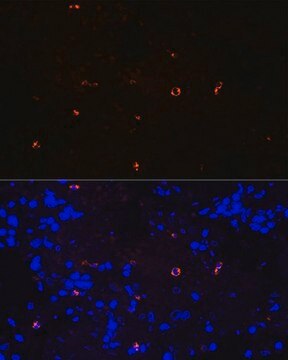 Anti-Lysozyme (LYZ) antibody produced in rabbit