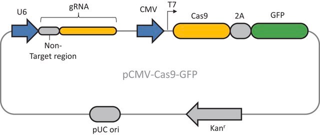 CRISPR UNIVERSAL NEGATIVE CONTROL 3