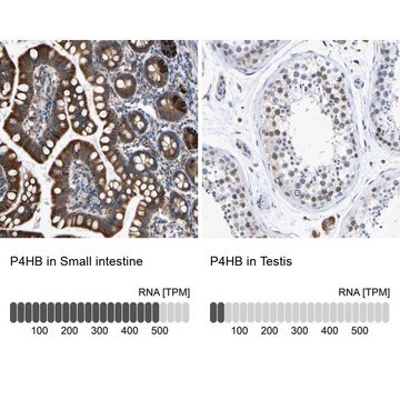 Anti-P4HB antibody produced in rabbit Prestige Antibodies&#174; Powered by Atlas Antibodies, affinity isolated antibody, buffered aqueous glycerol solution