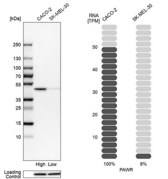 Anti-PAWR antibody produced in rabbit Prestige Antibodies&#174; Powered by Atlas Antibodies, affinity isolated antibody, buffered aqueous glycerol solution