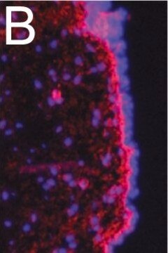 Anti-Fibronectin Antibody Chemicon&#174;, from rabbit