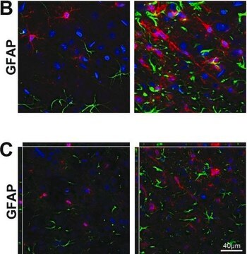 Anti-Gliafaserprotein-Antikörper, Klon GA5 ascites fluid, clone GA5, Chemicon&#174;