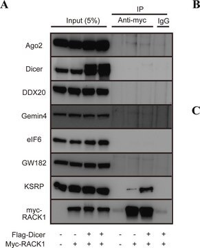 Anti-Dicer antibody produced in rabbit ~1.0&#160;mg/mL, affinity isolated antibody