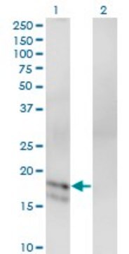 Monoclonal Anti-GCG antibody produced in mouse clone 1E2-E6, purified immunoglobulin, buffered aqueous solution