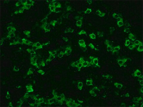 Anti-Rat IgG (whole molecule)–FITC antibody produced in rabbit affinity isolated antibody, buffered aqueous solution