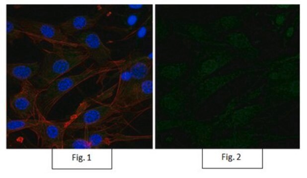 Anti-P40 Antibody, clone 11F12.1, Alexa Fluor&#8482; 488 clone 11F12.1, from mouse, ALEXA FLUOR&#8482; 488