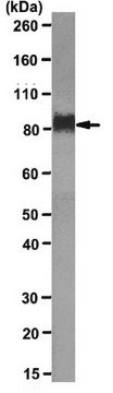 Anti-LAMP-2 Antibody, clone ABL-93 clone ABL-93, from rat