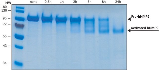 MMP-9 human recombinant, &#8805;1,300 pmol/min/&#956;g, expressed in HEK 293 cells