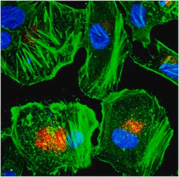 Anti-LBPA Antibody, clone 6C4 clone 6C4, from mouse