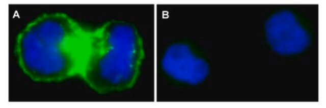 Anti-EGFR Antibody, neutralizing, clone LA1, Alexa Fluor&#8482; 488 clone LA1, Upstate&#174;, from mouse