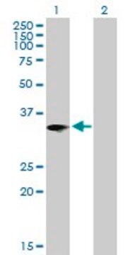 Anti-IL1B antibody produced in mouse purified immunoglobulin, buffered aqueous solution