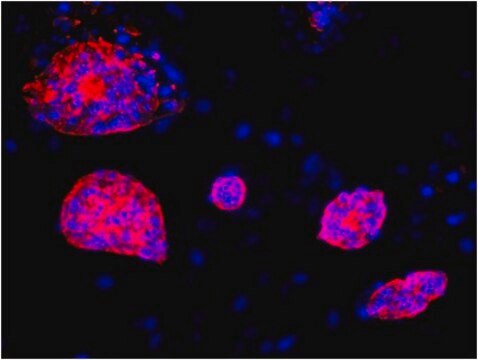 Anti-SSEA1 Antibody, clone MC-480, Cy3 conjugate clone MC-480, from mouse, CY3 conjugate