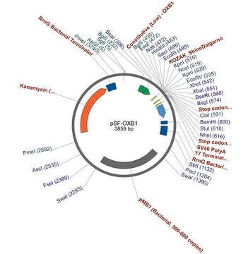 PSF-OXB1 - WEAK STRENGTH BACTERIAL PROMOTER PLASMID plasmid vector for molecular cloning