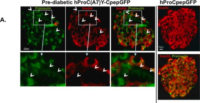 Monoclonal Anti-Insulin antibody produced in mouse clone K36AC10, ascites fluid