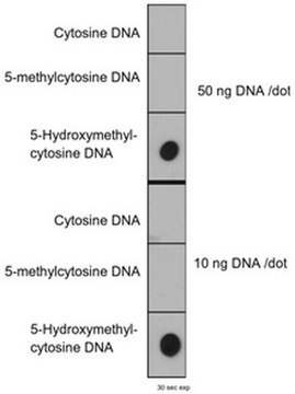 Anti-5-hydroxymethylcytosine (5hmC) Antibody, clone HMC 31 clone HMC 31, from mouse