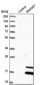 Anti-RNASE7 antibody produced in rabbit Prestige Antibodies&#174; Powered by Atlas Antibodies, affinity isolated antibody, buffered aqueous glycerol solution