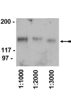 Rabbit Anti-Chicken IgY Antibody, HRP conjugate Upstate&#174;, from rabbit