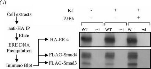 Monoclonal Anti-HA antibody produced in mouse clone HA-7, ascites fluid