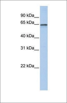 Anti-AHCYL1 (ab1) antibody produced in rabbit affinity isolated antibody