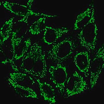 BioTracker 488 Green Mitochondria Dye Live cell imaging mitochondrial dye that stains the membrane of mitochondria used to detect cell viability, metabolic activity and overall cell health.