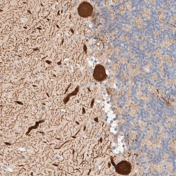 Anti-AFMID antibody produced in rabbit Prestige Antibodies&#174; Powered by Atlas Antibodies, affinity isolated antibody, buffered aqueous glycerol solution, Ab1