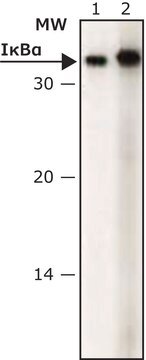 Anti-I&#954;B&#945; antibody produced in rabbit IgG fraction of antiserum, buffered aqueous solution