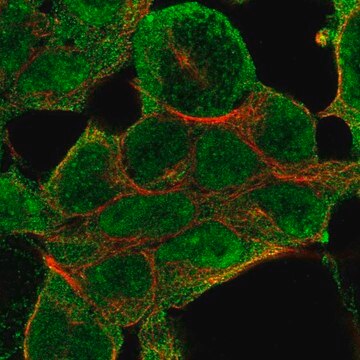 Anti-NSD1 antibody produced in rabbit Prestige Antibodies&#174; Powered by Atlas Antibodies, affinity isolated antibody