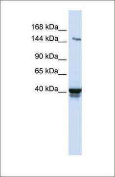 Anti-IGSF9 antibody produced in rabbit affinity isolated antibody