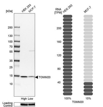 Anti-TOMM20 in Kaninchen hergestellte Antikörper Prestige Antibodies&#174; Powered by Atlas Antibodies, affinity isolated antibody, buffered aqueous glycerol solution