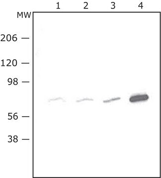 Peroxisome Isolation Kit isolate peroxisomes from tissues and cells